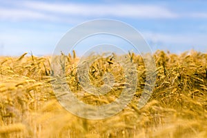 Golden corn field