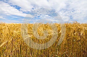 Golden corn field