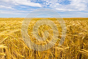 Golden corn field