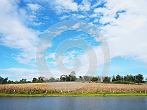 Golden corn field ready for harvest