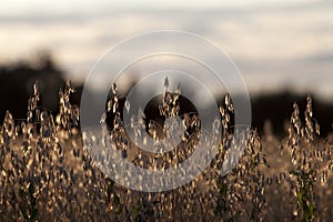 Golden corn field in sunset backlight