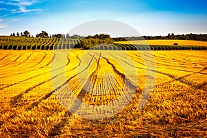 Golden corn field in the sunset