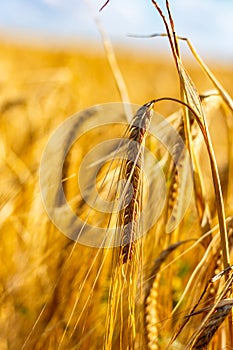 Golden corn field in the sunset