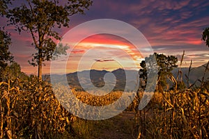 Golden corn fields, background mountain and orange sky from evening sunset. Corn is economic agriculture of south east Asia. ripen