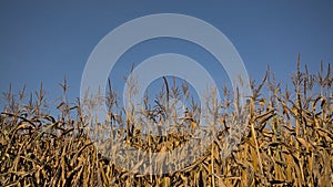 Golden corn plants on a clear blue sky