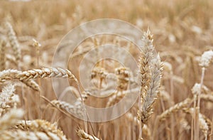Golden cornfield ready for harvest photo