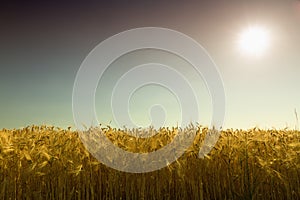 Golden cornfield (rye) against the light in Pfalz