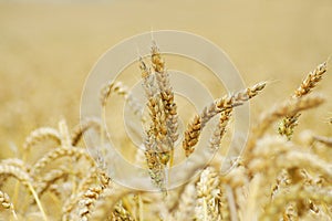 Golden cornfield in summer