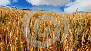 Golden cornfield on a summer day