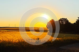 Golden cornfield at sunset with wind turbines in the background