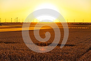 Golden cornfield at sunset with wind turbines in the background