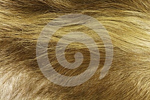 Golden Cow Hide Background