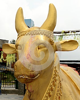 Golden Cow Statue Representing Lord Shiva Shambu