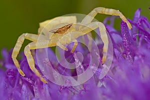 Golden crab spider