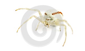 Golden Crab Spider