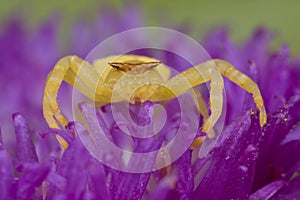 Golden crab spider on porcupine flower