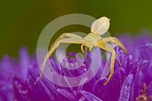 A golden crab spider on purple porcupine flower