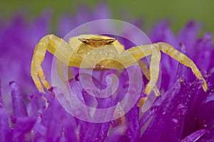 Golden crab spider on purple porcupine flower