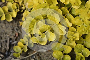 Golden Creeping Jenny