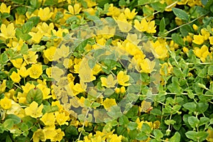 Lysimachia nummularia Golden creeping Jenny photo