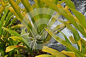 The Golden Crinum Plant