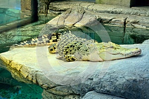 Golden crocodile, a hybrid of Saltwater and Siamese Crocodiles.