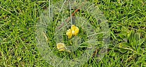 Golden Crocus (Crocus chrysanthus) in park