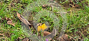 Golden Crocus (Crocus chrysanthus) in park