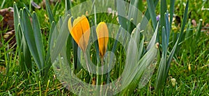 Golden Crocus (Crocus chrysanthus) in park