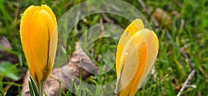 Golden Crocus (Crocus chrysanthus) in park