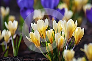 Golden crocus, Crocus chrysanthus - yellow and blue crocus flowers blooming in early spring