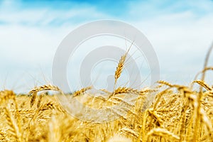 Golden crop closeup on field