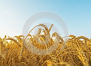 Golden crop on field and blue sky in sunset