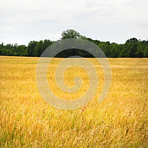 Golden grain crop grows under the NY FingerLakes sunshine