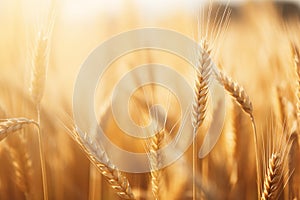 Golden Cropped Close-up of Wheat Field in the Sun