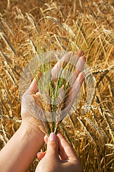 Golden crops in woman hands