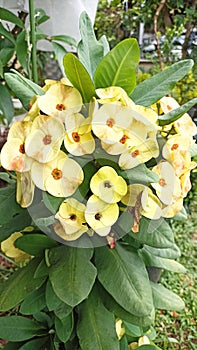 Golden Crown of Thorns in home garden