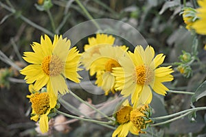 Golden Crownbeard (Also called Golden Crownbeard, Copen Daisy, golden crown beard) in the nature, Golden Crownbeard Flower closeup photo