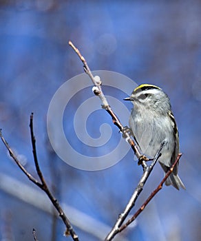 Golden-crowned Kinglet