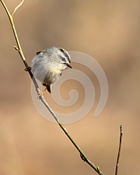 Golden-crowned Kinglet