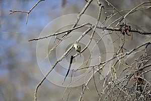 Golden-Crowned Kinglet