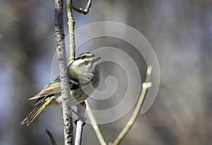 Golden crowned kinglet