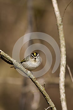 Golden-Crowned Kinglet  802448