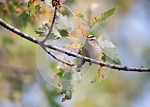 Golden-crowned Kinglet at Ashbridges Park