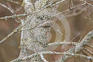 Golden-crowned kinglet bird closeup