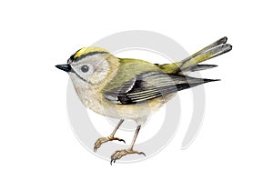 Golden-crowned kinglet bird watercolor illustration. Hand drawn realistic small forest songbird. Regulus regulus