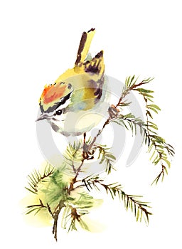 Golden crowned Kinglet Bird Watercolor Illustration Hand Painted isolated on white background
