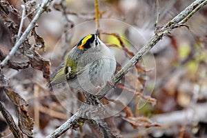 Golden-crowned Kinglet in Dried Autumn Vegetation