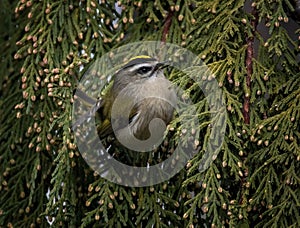 Golden crowned kinglet in a natural environment background