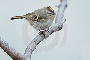 Golden-crowned Kinglet - Regulus satrapa